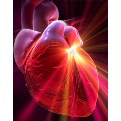 Researchers have managed to restore the heart muscle